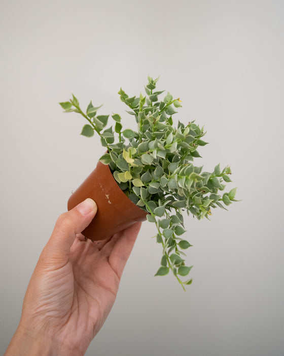 Dischidia Ruscifolia Variegata 'Million Hearts' - 3"