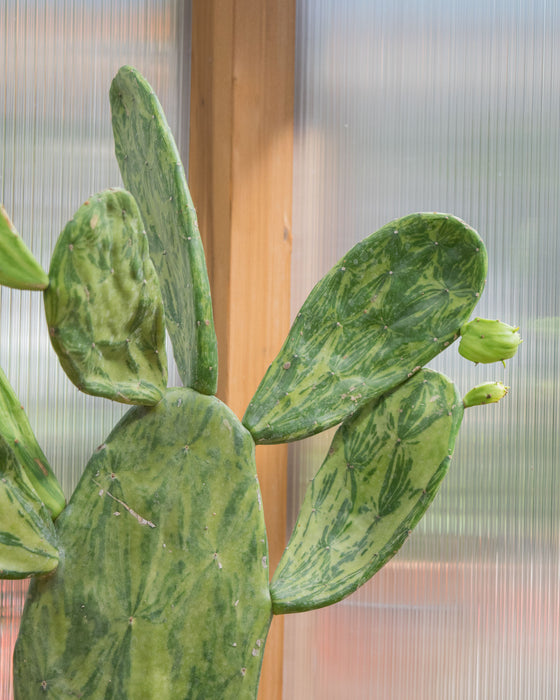 Opuntia Cochenillifera 'Variegata' - 6" (Pick Up Only)