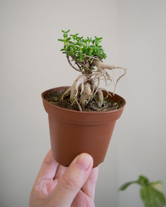 Trichodiadema bulbosum - 3"