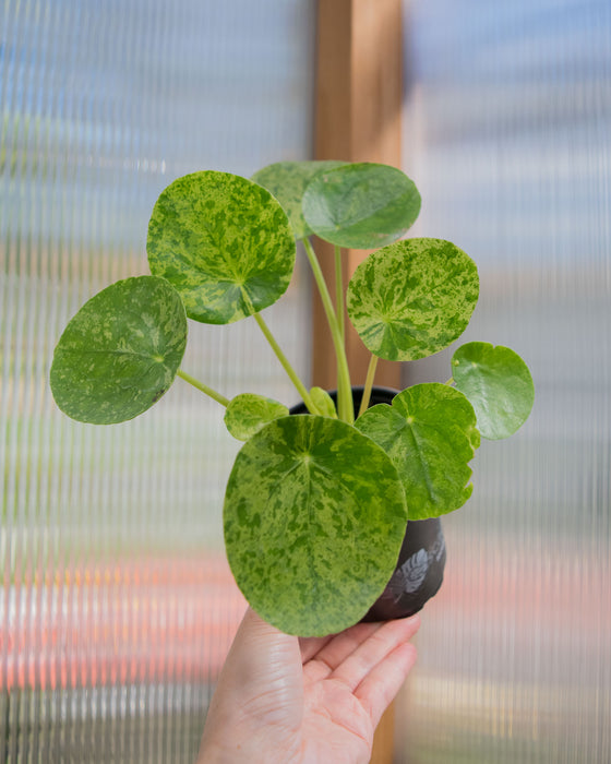 Pilea Peperomioides 'Mojito' - 4"