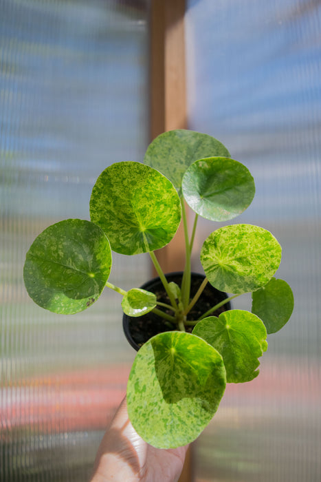 Pilea Peperomioides 'Mojito' - 4"