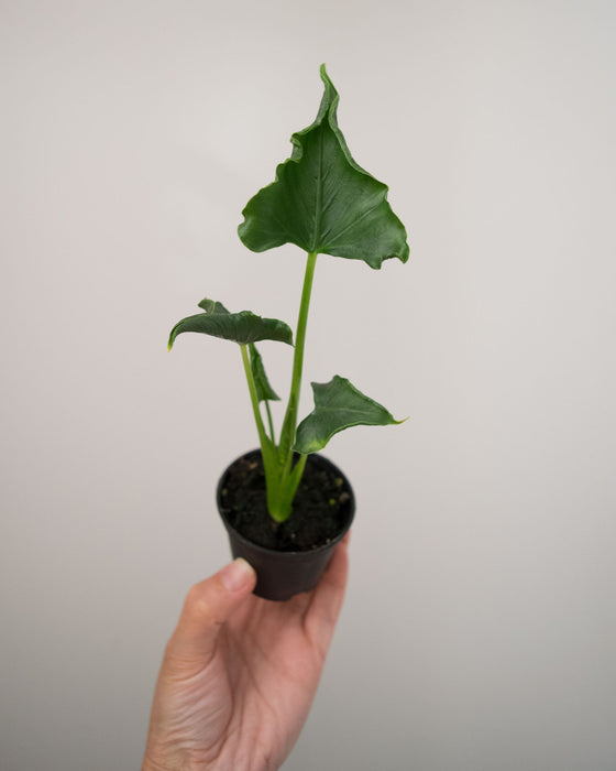 Alocasia Triangularis - 2"