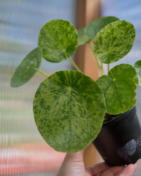 Pilea Peperomioides 'Mojito' - 4"