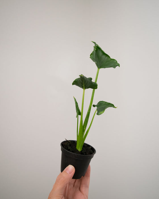 Alocasia Triangularis - 2"