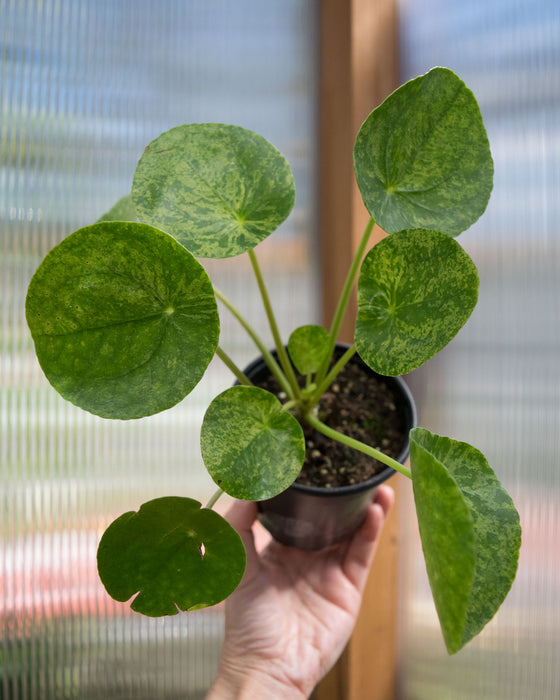 Pilea Peperomioides 'Mojito' - 4"