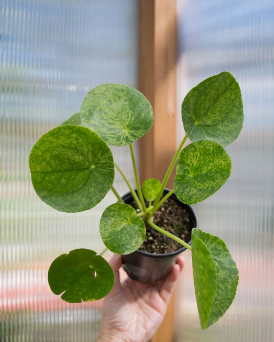 Pilea Peperomioides 'Mojito' - 4"