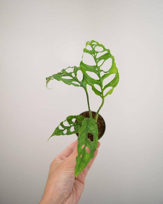 Monstera Obliqua - 2"