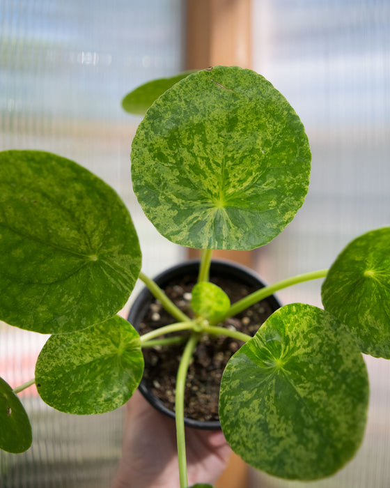 Pilea Peperomioides 'Mojito' - 4"