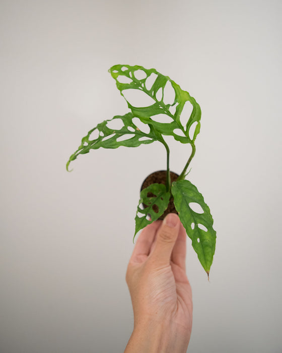 Monstera Obliqua - 2"