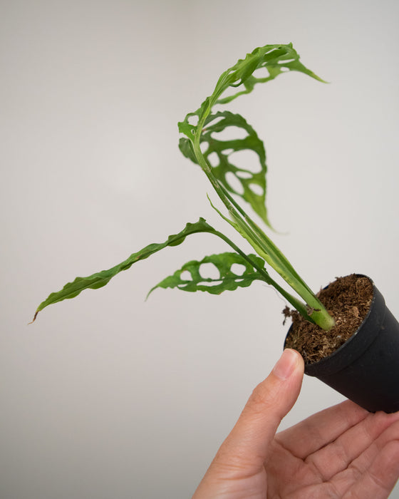Monstera Obliqua - 2"