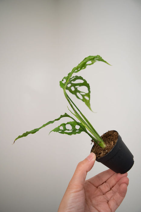 Monstera Obliqua - 2"
