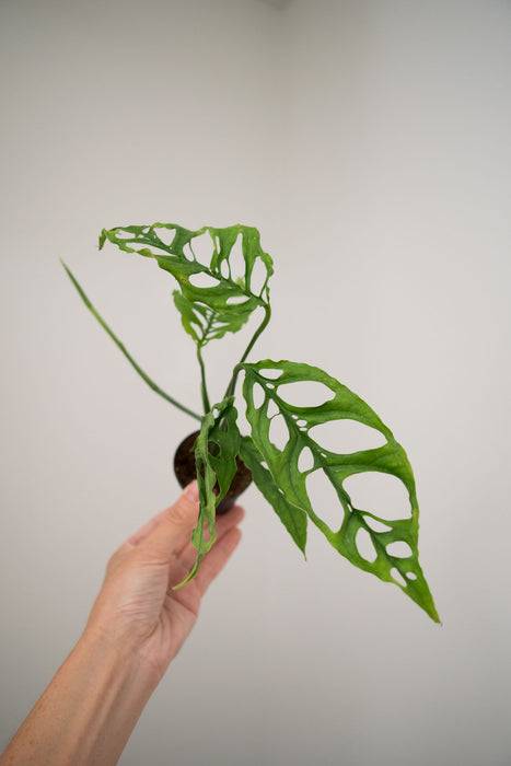 Monstera Obliqua - 2"