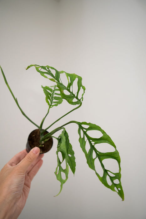 Monstera Obliqua - 2"