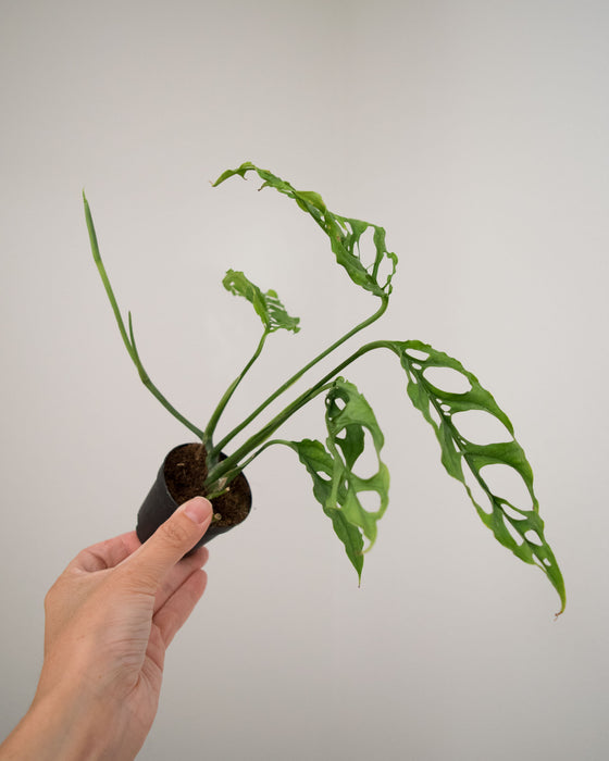 Monstera Obliqua - 2"