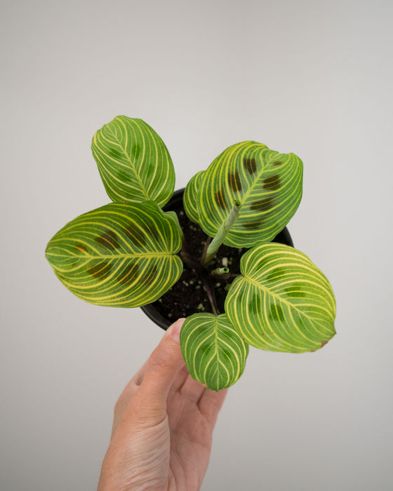 Maranta Leuc' 'Fantasy' - 4"
