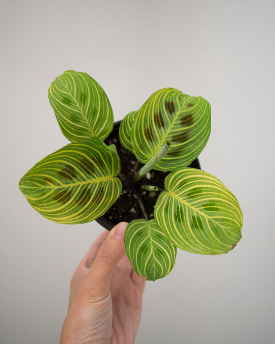 Maranta Leuc' 'Fantasy' - 4"