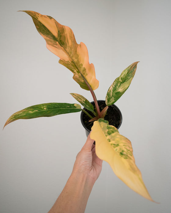 Philodendron 'Caramel Marble' - 4"