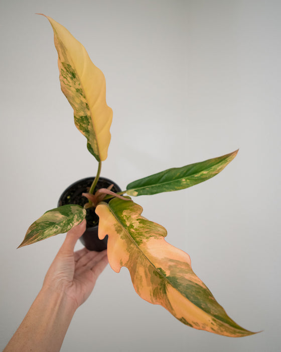 Philodendron 'Caramel Marble' - 4"