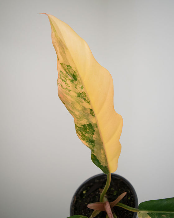 Philodendron 'Caramel Marble' - 4"