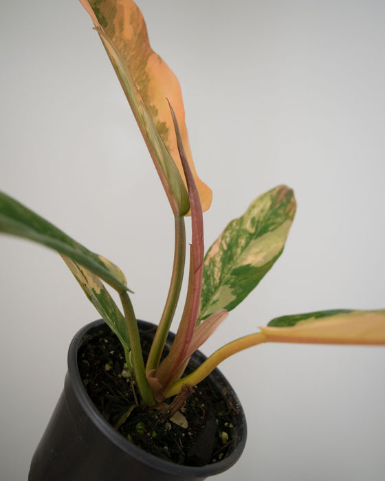 Philodendron 'Caramel Marble' - 4"