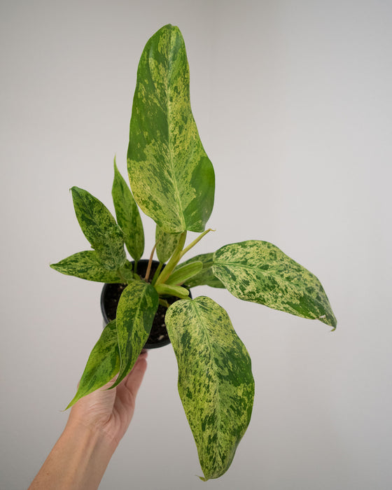 Philodendron 'Whipple Way Mint' - 4"