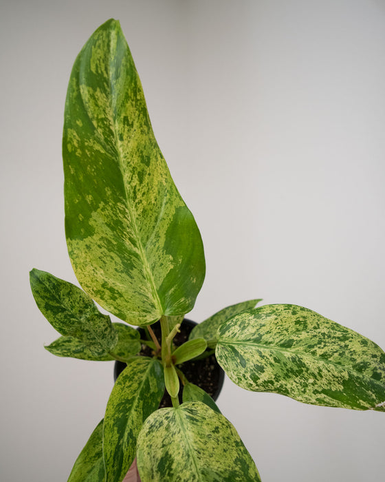 Philodendron 'Whipple Way Mint' - 4"