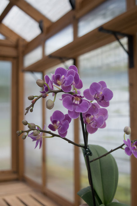 Phalaenopsis 'Moth Orchid' - 3" (Pick Up Only)