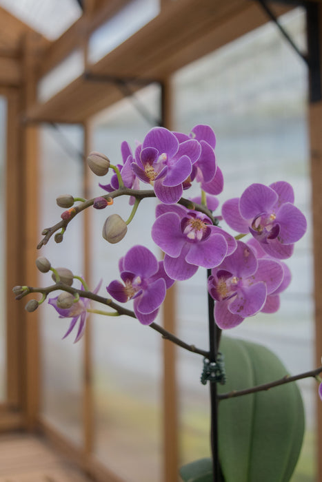Phalaenopsis 'Moth Orchid' - 3" (Pick Up Only)
