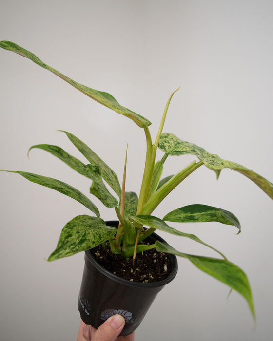 Philodendron 'Whipple Way Mint' - 4"