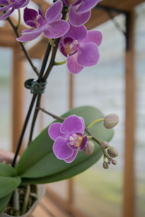 Phalaenopsis 'Moth Orchid' - 3" (Pick Up Only)