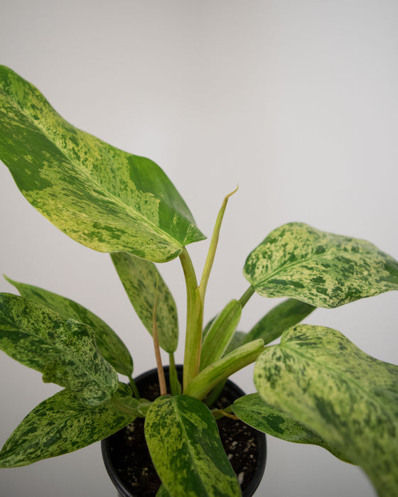 Philodendron 'Whipple Way Mint' - 4"
