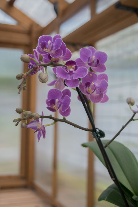 Phalaenopsis 'Moth Orchid' - 3" (Pick Up Only)