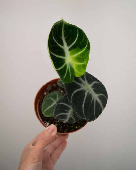 Alocasia 'Ninja' - 4" (Sport Variegation)
