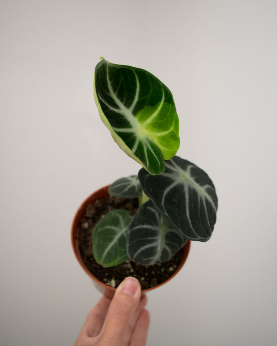 Alocasia 'Ninja' - 4" (Sport Variegation)