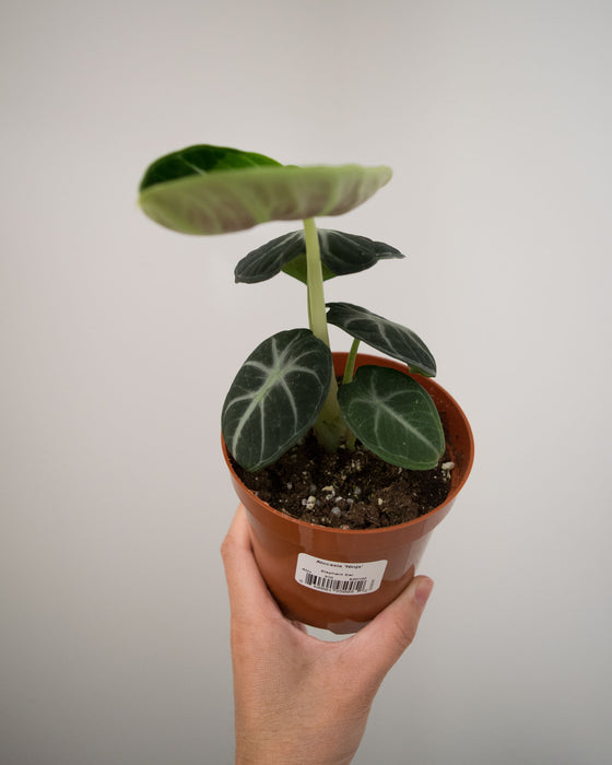 Alocasia 'Ninja' - 4" (Sport Variegation)