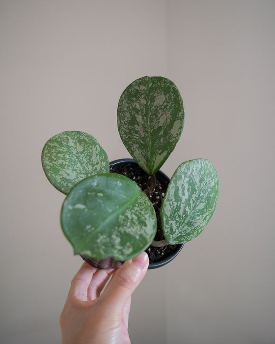 Hoya Obovata Splash - 4"