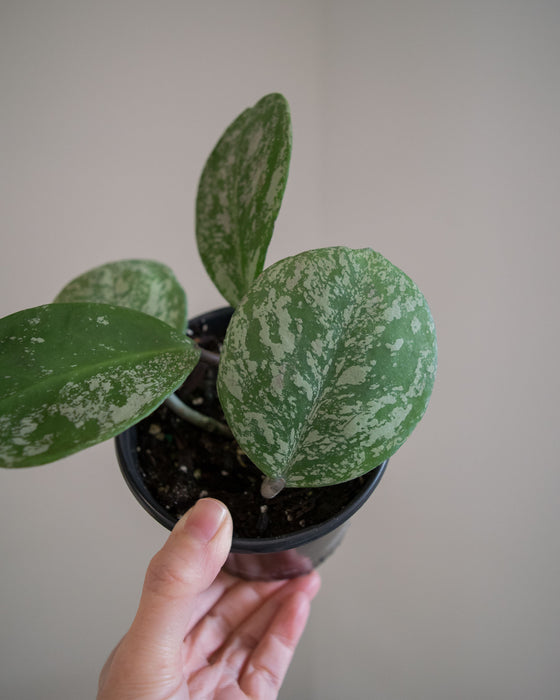 Hoya Obovata Splash - 4"