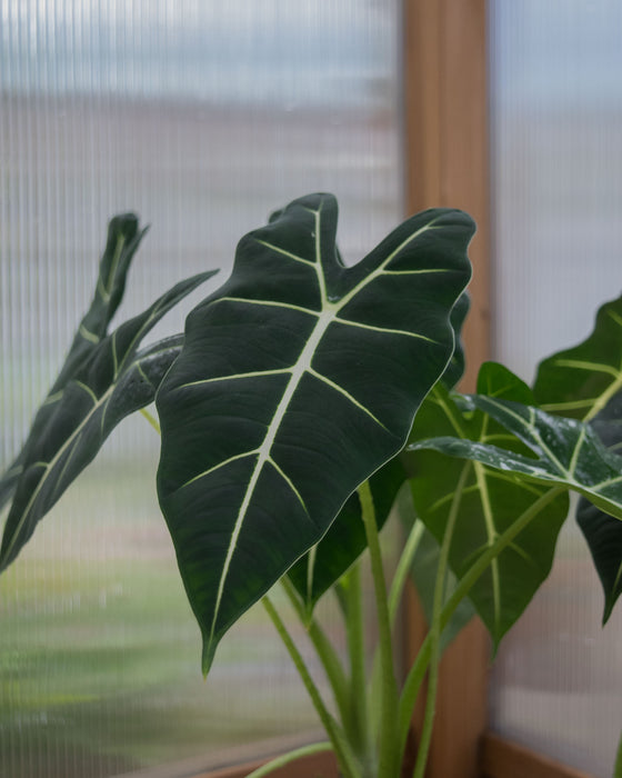 Alocasia Frydek - 4" (Pick Up Only)