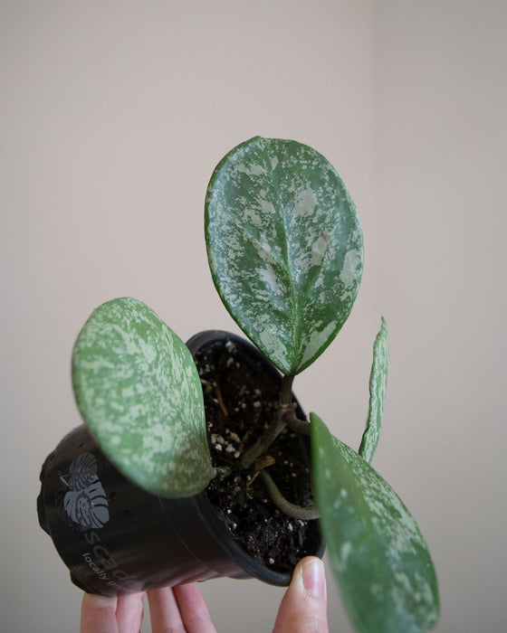 Hoya Obovata Splash - 4"