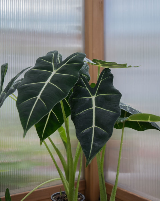 Alocasia Frydek - 4" (Pick Up Only)