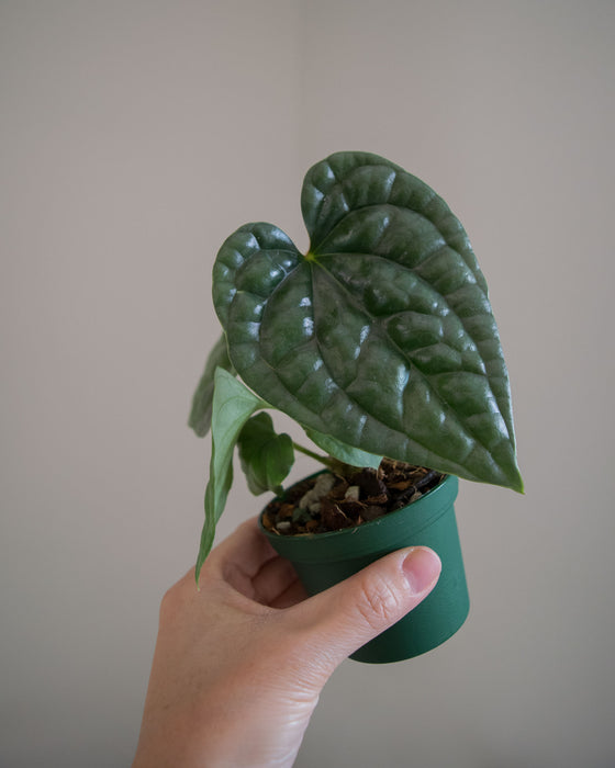 Anthurium 'Luxurians' - 3"