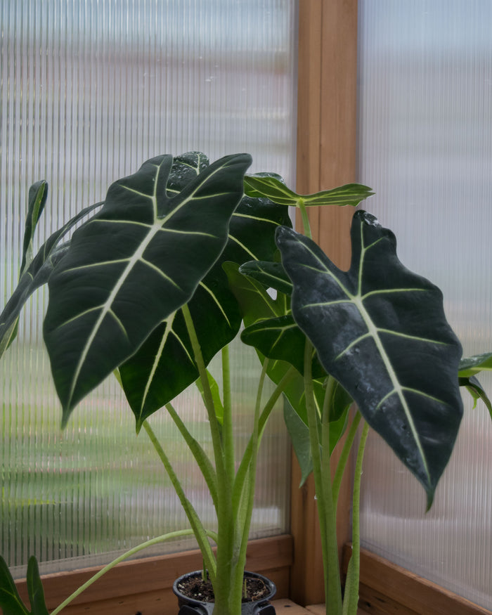 Alocasia