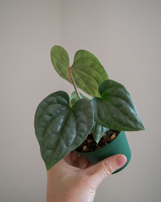 Anthurium 'Luxurians' - 3"