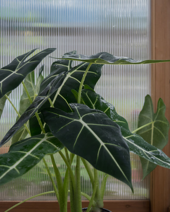 Alocasia Frydek - 4" (Pick Up Only)