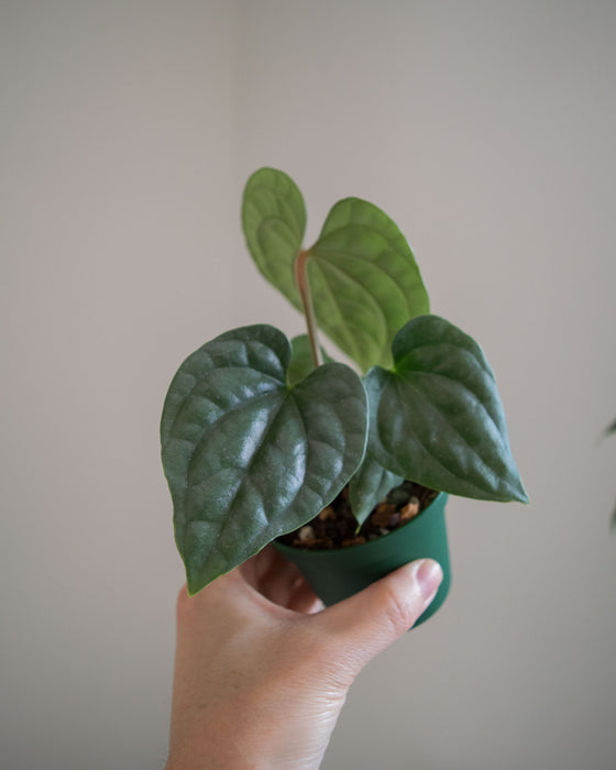 Anthurium 'Luxurians' - 3"