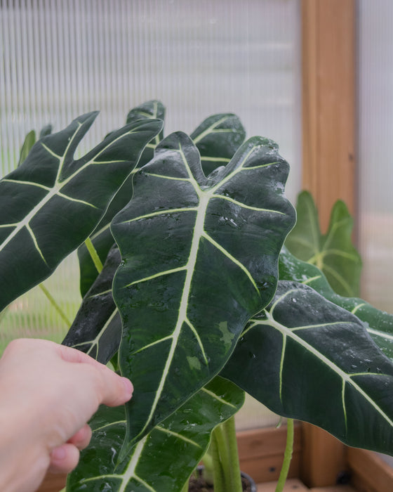 Alocasia Frydek - 4" (Pick Up Only)
