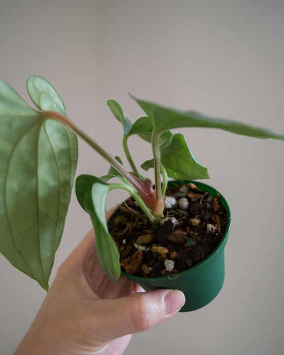 Anthurium 'Luxurians' - 3"