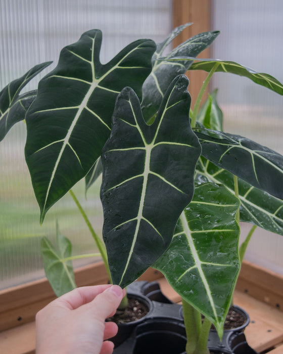 Alocasia Frydek - 4" (Pick Up Only)