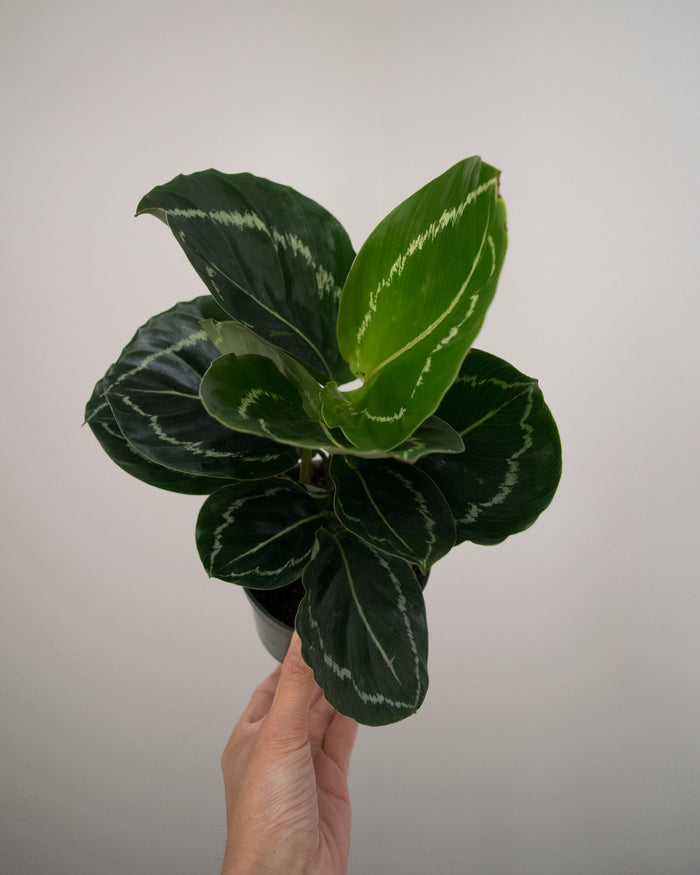 Pet Friendly Plants