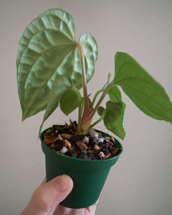 Anthurium 'Luxurians' - 3"